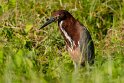 087 Noord Pantanal, tijgerroerdomp